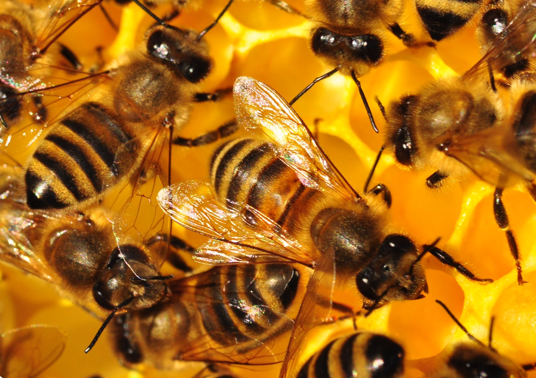 Včely se zabydlely ve Východočeském muzeu v Pardubicích