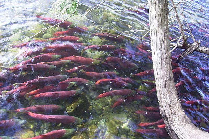 Tah lososů v kanadské řece Adams