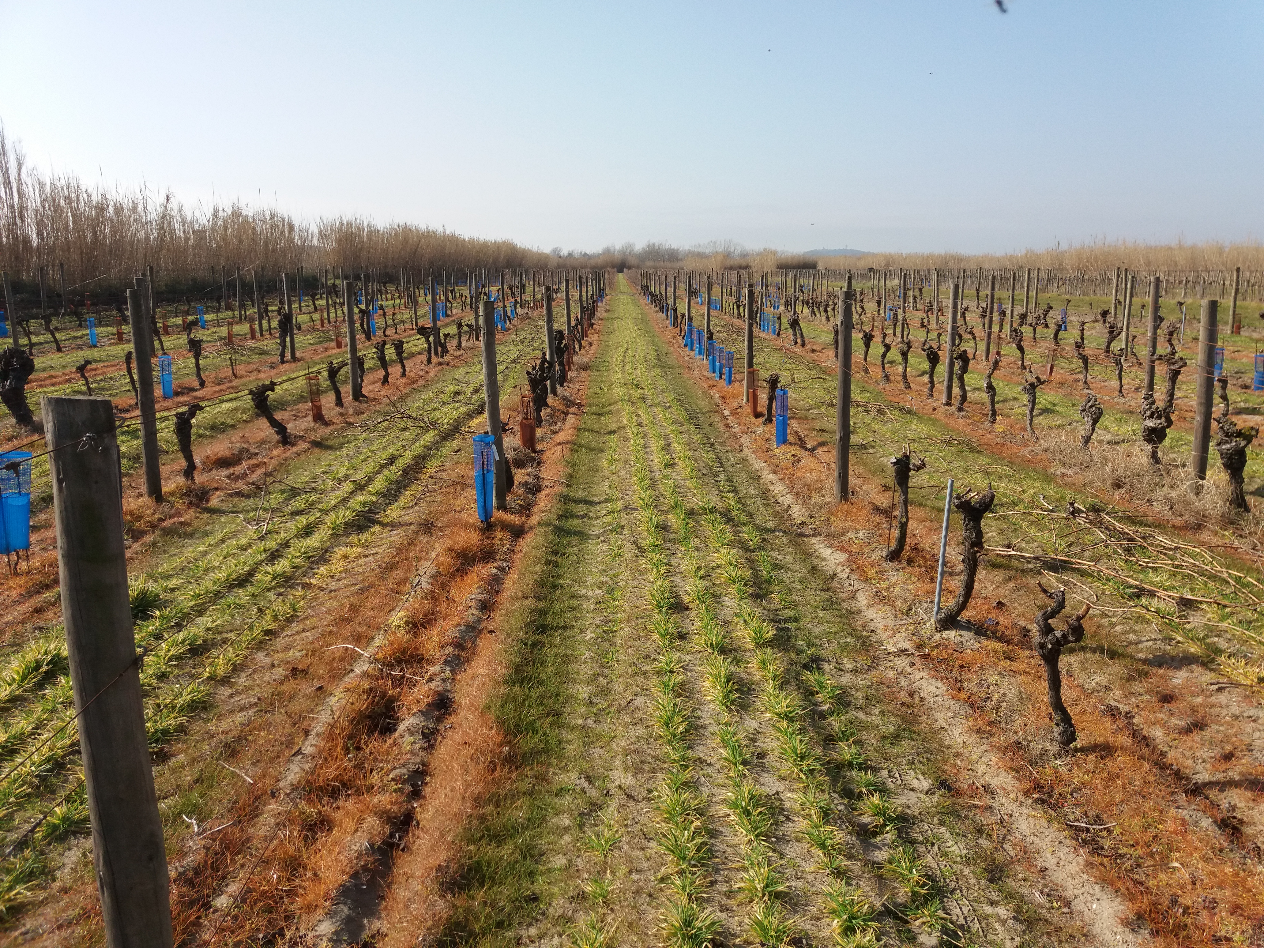 Experimentální vinice s písčitou půdou v jižní Francii