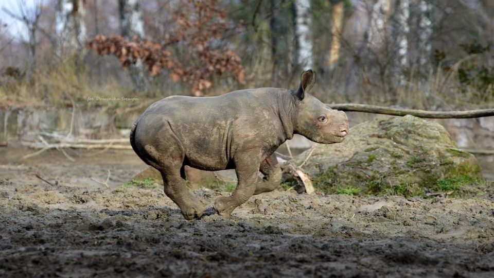 Safari Park Dvůr Králové se chlubí dalším odchovem nosorožce černého