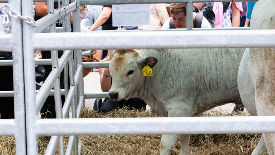 Vystavená zvířata na festivalu Země živitelka