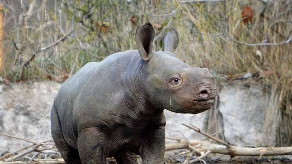 Safari Park Dvůr Králové se chlubí dalším odchovem nosorožce černého
