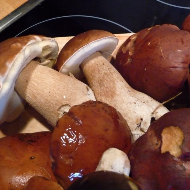 Pravé hřiby,  i z těch se vaří v restauracích | foto: Jolana Nováková,  Český rozhlas