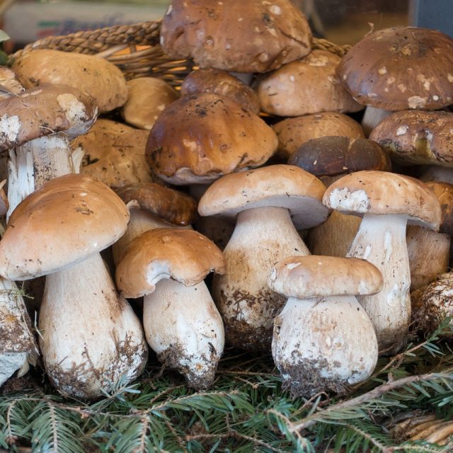 Hřiby jsou nejen krásné,  ale i chutné | foto: Fotobanka Pixabay