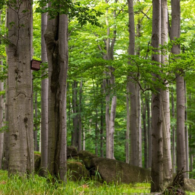 Jizerskohorské bučiny poblíž Oldřichova v Hájích | foto: Profimedia