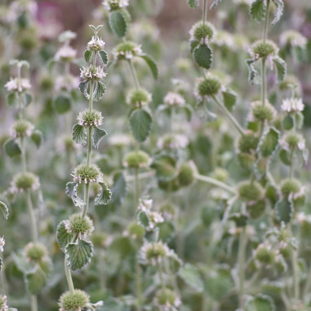 Jablečník obecný  (Marrubium vulgare) | foto: Profimedia