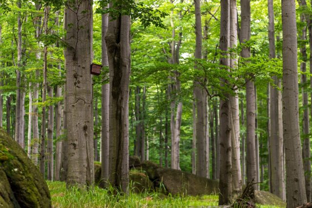 Jizerskohorské bučiny poblíž Oldřichova v Hájích | foto: Profimedia